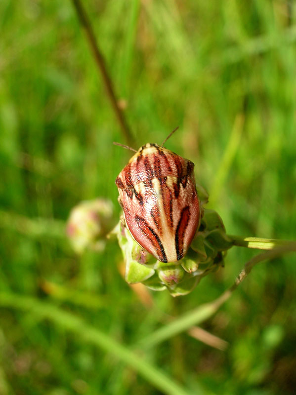 Odontotarsus purpureolineatus